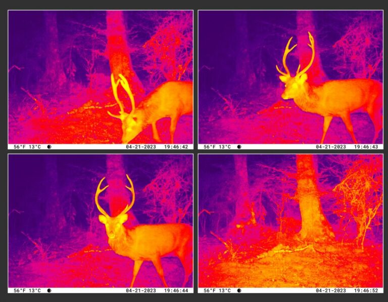 Infrared light in night vision